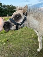 Merrieveulen zoekt goed plekje, Dieren en Toebehoren, Pony's