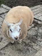 Jonge texelram, Dieren en Toebehoren, Mannelijk, Schaap, 0 tot 2 jaar