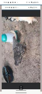 Mechelse koekoek kriel te koop, Dieren en Toebehoren, Kip