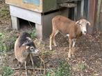 Schapen, Dieren en Toebehoren, Vrouwelijk, Schaap, 0 tot 2 jaar