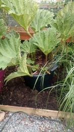 Gunnera Tinctoria tekoop (zeer mooie tropische plant), Volle zon, Vaste plant, Lente, Ophalen