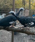 Blauwkeelgoean’s, Dieren en Toebehoren, Overige Dieren, Maart, Meerdere dieren