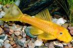 l144 blue eye lemon pleco gezocht, Vis, Zoetwatervis
