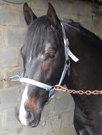 Springpaarden, Dieren en Toebehoren, Paarden, Hengst