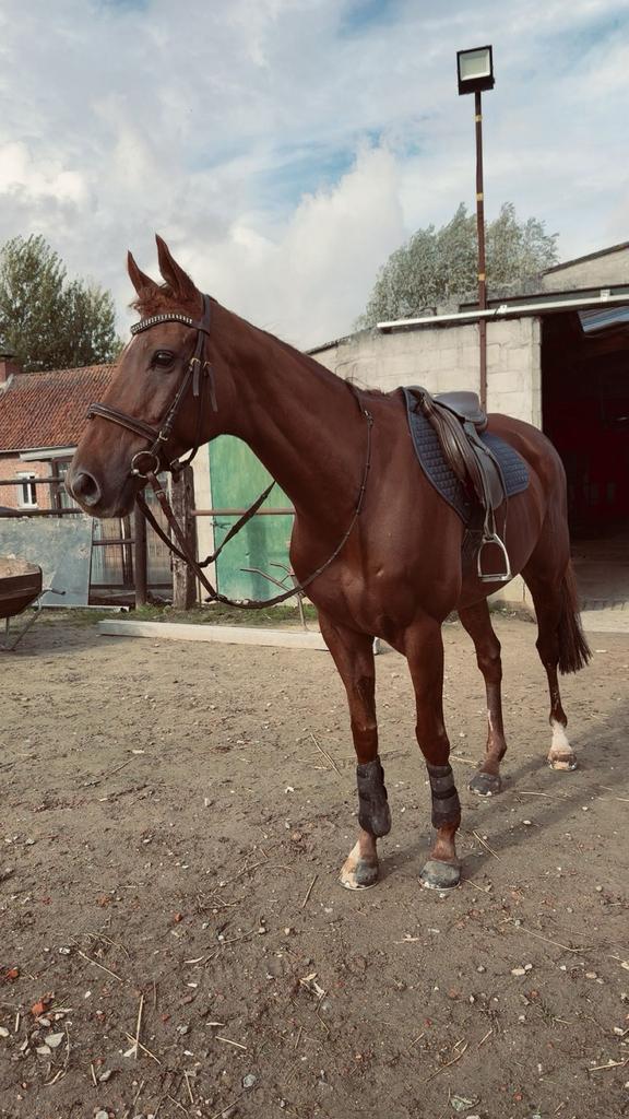 Super brave ruin zsm ophalen, Dieren en Toebehoren, Paarden, Ruin, Zadelmak, 160 tot 165 cm, 11 jaar of ouder, Recreatiepaard