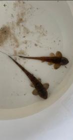 Rineloricaria cf Sanga koppel