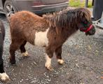 3 shetlanders, Dieren en Toebehoren, Gechipt, Zadelmak, A pony (tot 1.17m), 7 tot 10 jaar