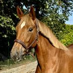 Veel belovende 3 jarige merrie, 160 à 165 cm, Vermifugé, Non dressé, Cheval de saut