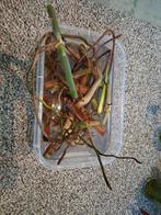 Gratis wetstick philodendron paraiso verde, Huis en Inrichting, Kamerplanten, Ophalen