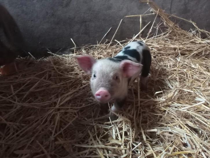 Bonte Bentheimer biggen, Dieren en Toebehoren, Schapen, Geiten en Varkens, Varken, Meerdere dieren, 0 tot 2 jaar