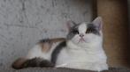 Camilla,brits korthaar tricolor poesje met stamboom, Dieren en Toebehoren, Katten en Kittens | Raskatten | Korthaar, Poes, Gechipt