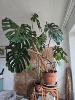 Monstera., Enlèvement