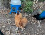 Zijdehoen haan buff, Dieren en Toebehoren, Pluimvee, Kip
