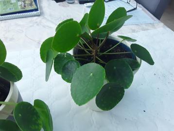 Pannekoekenplant, pilea peperomioides 