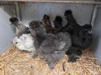 Zijdehoenders, Meerdere dieren, Kip