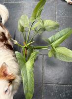 Philodendron Silver Sword variegata, Enlèvement ou Envoi