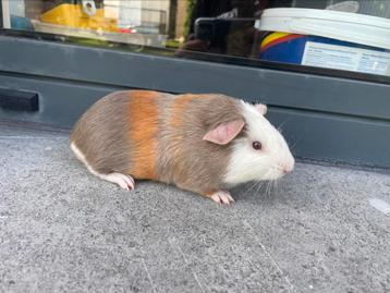 Jonge cavia, Dieren en Toebehoren, Knaagdieren, Cavia, Tam