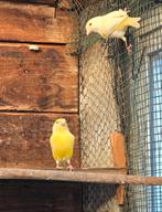 Lutino groen vink koppel, Dieren en Toebehoren, Vogels | Kanaries