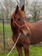 Hannoveraanse merrie dressuurpaard, Dieren en Toebehoren, Paarden, Merrie, Dressuurpaard