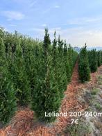 Planten boom, Tuin en Terras, Planten | Bomen, Ophalen of Verzenden