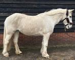 Grote pony, Dieren en Toebehoren, Paarden, Merrie