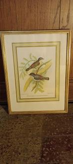 Gravure ornitologique, Pteruthius Erythropterus,25x33,n221, Antiquités & Art, Enlèvement