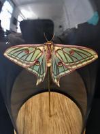 Rare Papilio Graellsia isabellae Femelle d'Espagne, Collections, Insecte, Animal empaillé, Enlèvement ou Envoi, Neuf