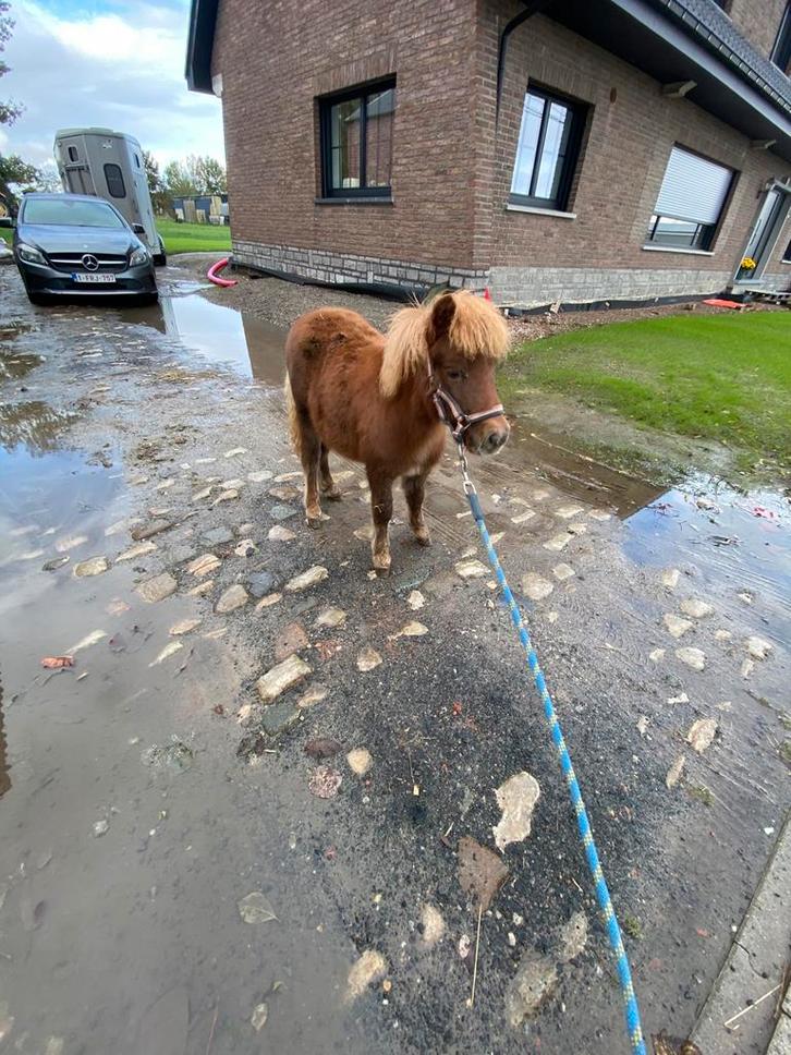 Shetland pony, Dieren en Toebehoren, Pony's