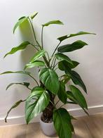 Rhapidophora Pertusa XL Sport Variegata, Maison & Meubles, Plantes d'intérieur, Enlèvement ou Envoi