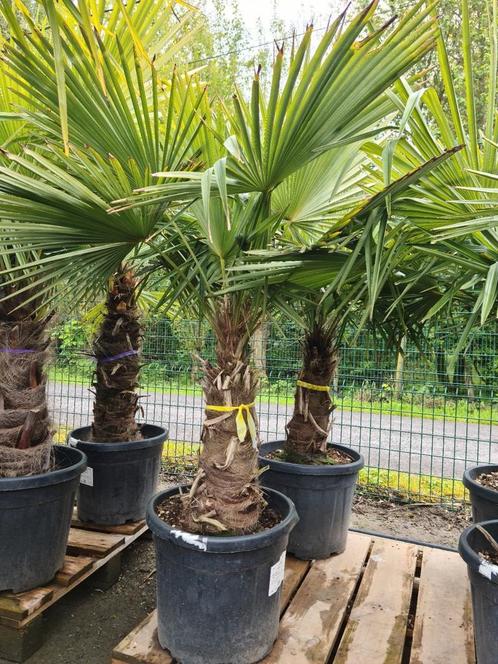 Palmboom Trachycarpus Fortunei- Winterharde palmbomen, Tuin en Terras, Planten | Bomen, Palmboom, Halfschaduw, Ophalen