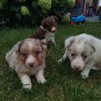 Lieve border collie pups, Dieren en Toebehoren, België, Fokker | Hobbymatig, CDV (hondenziekte), 8 tot 15 weken