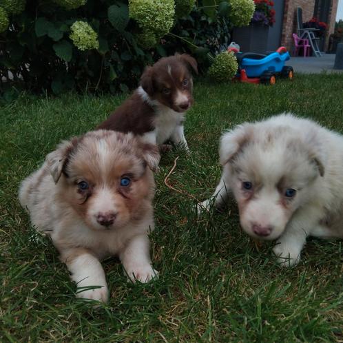 Lieve border collie pups, Dieren en Toebehoren, Honden | Herdershonden en Veedrijvers, Meerdere dieren, Collie, Fokker | Hobbymatig