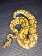 0.1 ultramel het pied 1100g, Dieren en Toebehoren, Slang, Tam