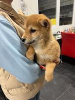 Shiba inu pups, Dieren en Toebehoren, 15 weken tot 1 jaar, Overige rassen, Buitenland, Meerdere