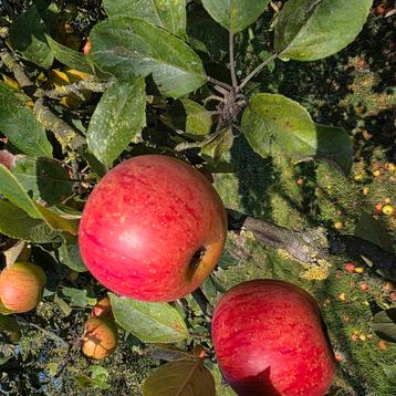 Geplukte peren en appels beschikbaar voor biedingen