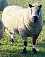 Kerry hill dekram te koop, Dieren en Toebehoren, Schapen, Geiten en Varkens, Mannelijk, Schaap, 3 tot 5 jaar