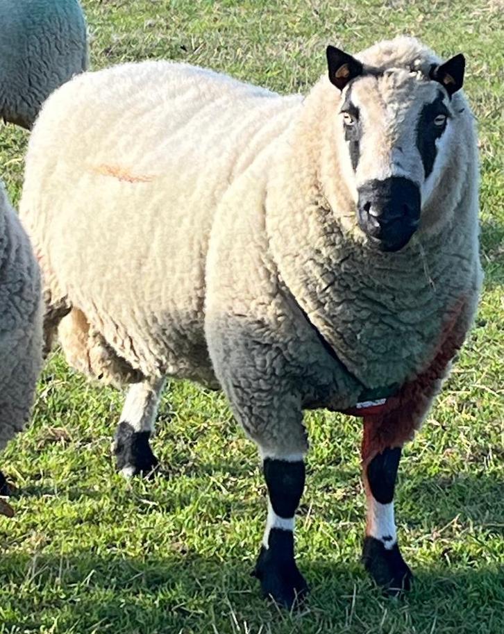 Kerry hill dekram te koop, Dieren en Toebehoren, Schapen, Geiten en Varkens, Schaap, Mannelijk, 3 tot 5 jaar