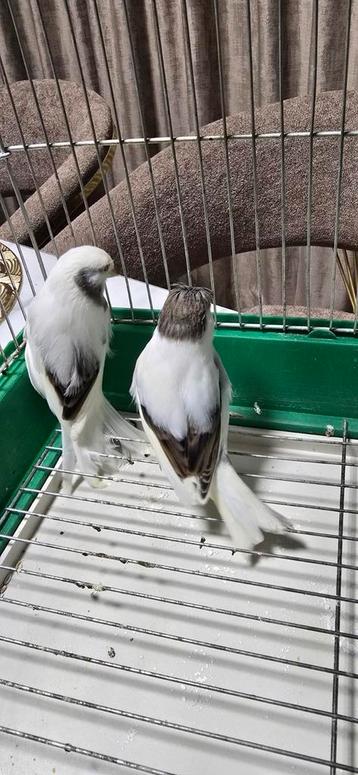 Kanaries te koop beschikbaar voor biedingen