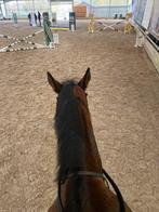 Opzoel PAARDENCAMIONETTE RIJBEWIJS B, Dieren en Toebehoren, Ophalen of Verzenden, Zo goed als nieuw