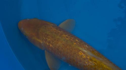 Ginrin Golden Corn, Dieren en Toebehoren, Vissen | Vijvervissen, Karper of Koi