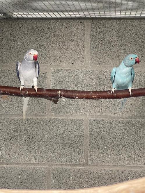 Halsbandparkiet, Dieren en Toebehoren, Vogels | Parkieten en Papegaaien