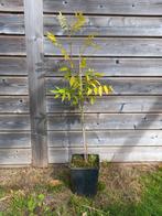 Wisteria - blauwe regen, Tuin en Terras, Ophalen