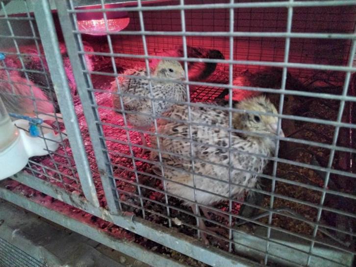 Chinese Dwergkwartels en Japanse Kwartels, Dieren en Toebehoren, Pluimvee