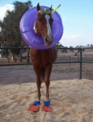  🐴 Paardrijlessen te Ekeren - voor kleine en grote ruiters beschikbaar voor biedingen