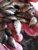 Valkenswaard Hongaarse bloedlijn spiegel karpertjes, Dieren en Toebehoren, Vissen | Vijvervissen