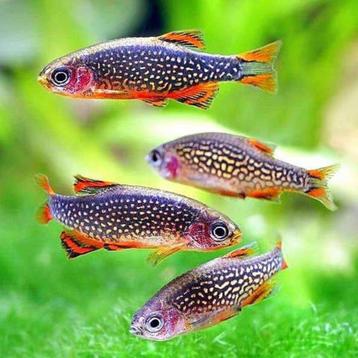 Rasbora Galaxy Danio Margaritatus aquarium vissen 2,5cm beschikbaar voor biedingen