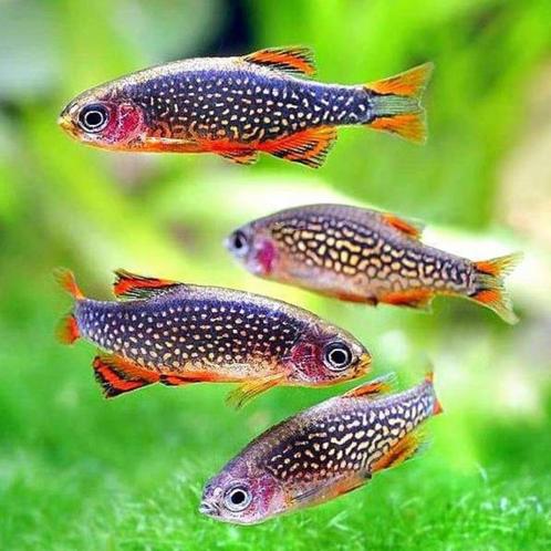 Rasbora Galaxy Danio Margaritatus aquarium vissen 2,5cm, Dieren en Toebehoren, Vissen | Aquaria en Toebehoren, Ophalen