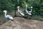 grijze kroonkraanvogels, Dieren en Toebehoren, Vogels | Overige Vogels, Meerdere dieren, Tropenvogel, Geringd