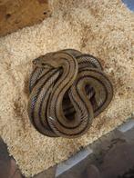 Jongvolwassen ladderslang, rustig dier., Dieren en Toebehoren, Reptielen en Amfibieën, Slang