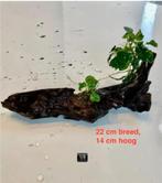 anubias op hout 22 cm, Nieuw, Plant(en), Steen of Hout, Ophalen of Verzenden